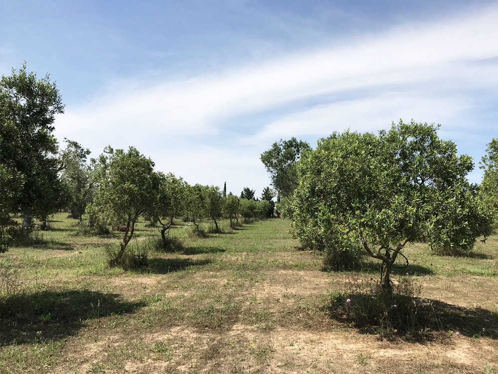 The Masseria and the apartments: from the restoration of Umberto Riva to the tourist accommodation