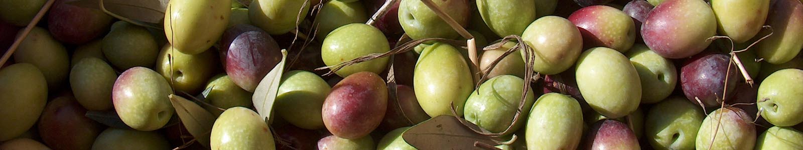 Olives from Masseria La Lazzara