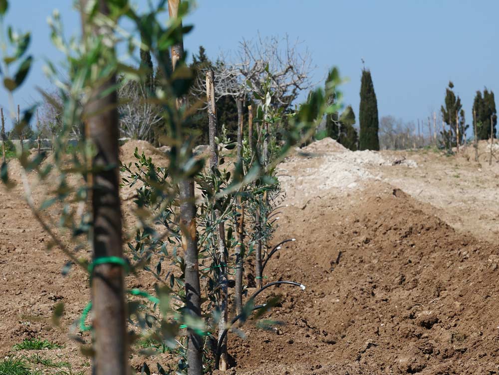 Phases of the replanting of the olive trees in Masseria La Lazzara