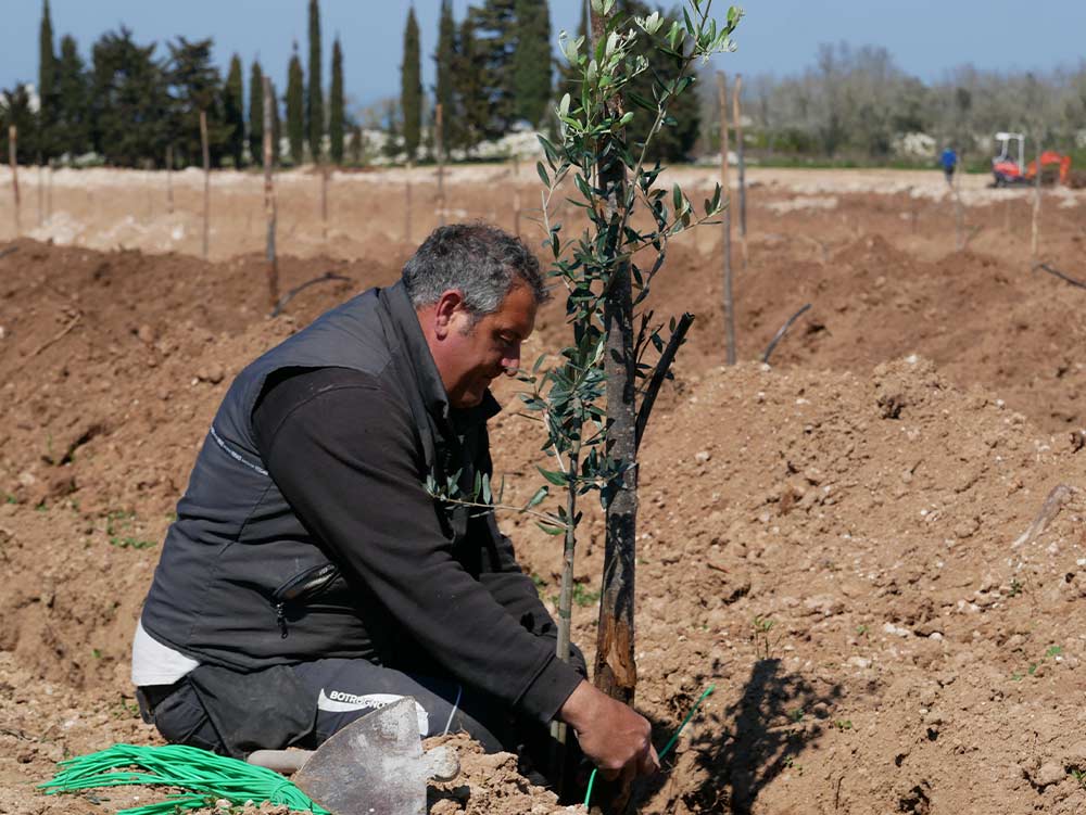 Phases of the replanting of the olive trees in Masseria La Lazzara