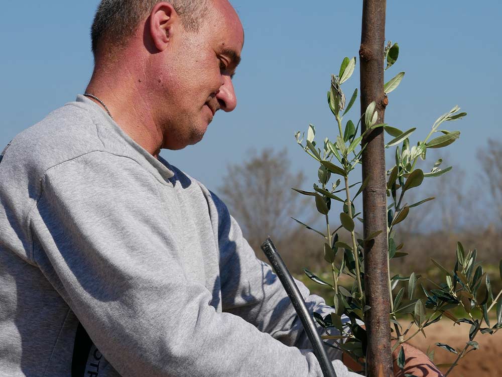 Phases of the replanting of the olive trees in Masseria La Lazzara