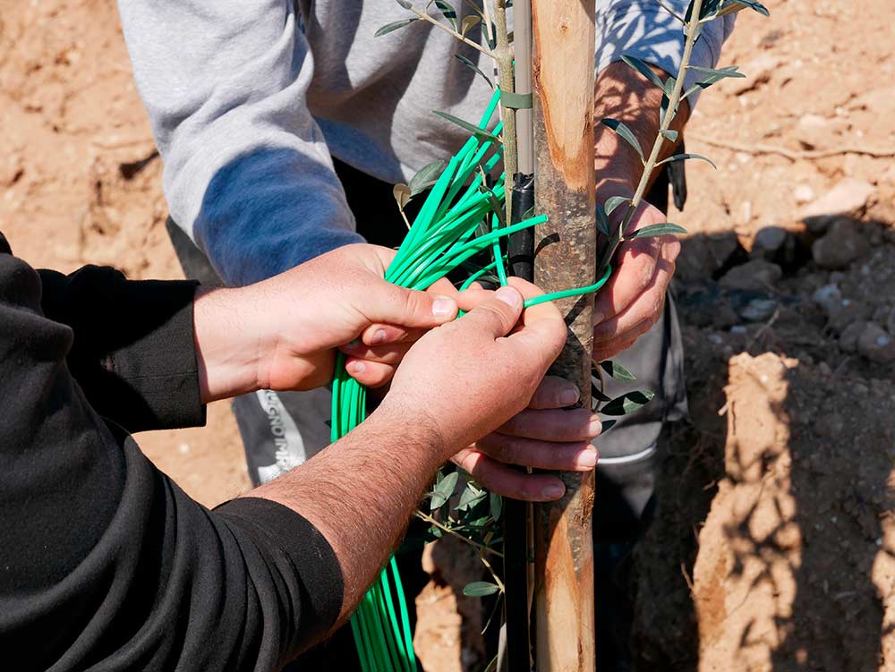 Phases of the replanting of the olive trees in Masseria La Lazzara