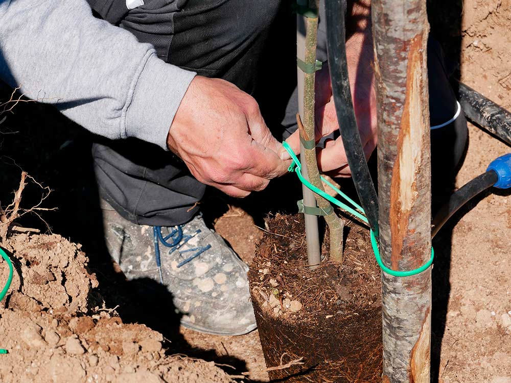 Phases of the replanting of the olive trees in Masseria La Lazzara