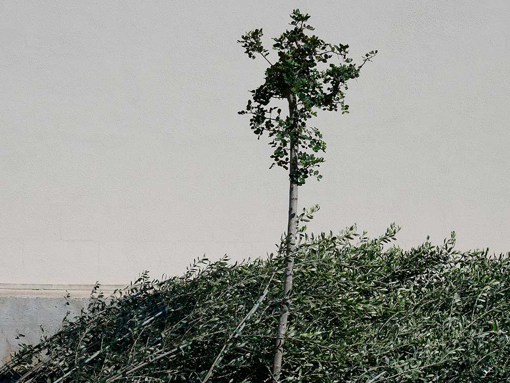 Phases of the replanting of the olive trees in Masseria La Lazzara