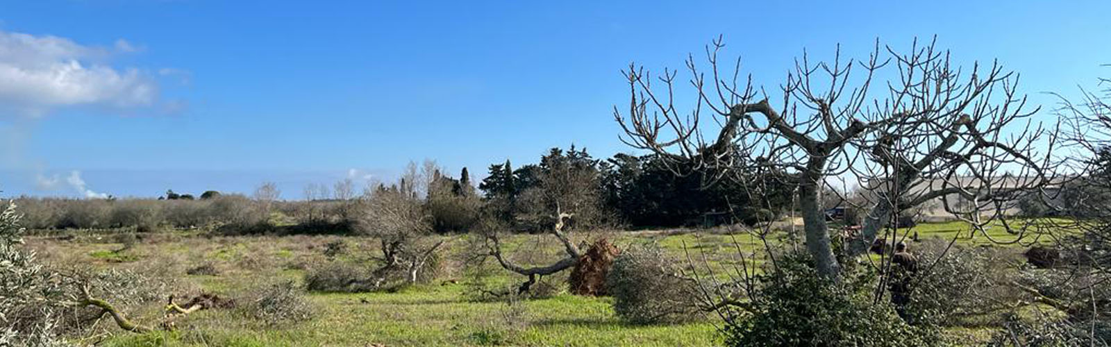 uliveto colpito dalla Xylella