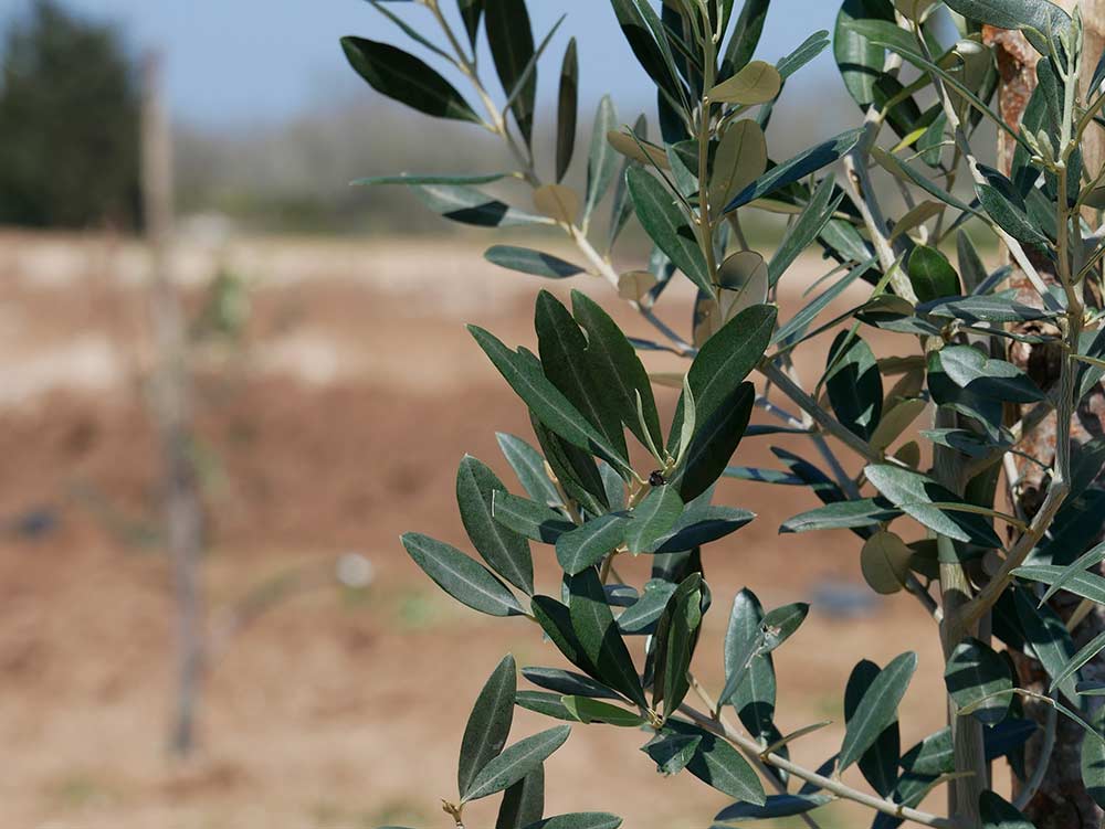 Fasi della ripiantumazione degli olivi in Masseria La Lazzara